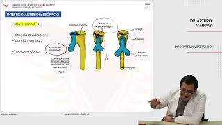 Embriología Desarrollo del sistema digestivo Intestino anterior esófago [upl. by Derry]