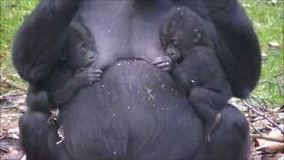 Gorillatwins Burgers Zoo 17 January 2014 [upl. by Eciened792]