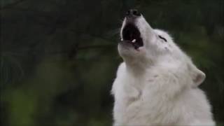 Arctic Wolf Howl  Atkas Song [upl. by Lucian]