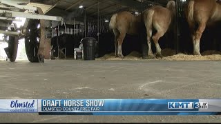 Draft horses compete at the Olmsted County Fair [upl. by Caren554]