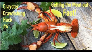 Shelling the Meat Out of Crawfish Fast Hack 6 Crayfish Mudbugs [upl. by Llerad]