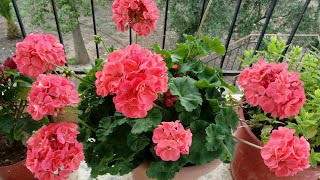 how to propagation the geranium plant from cuttings and examples [upl. by Atikim]