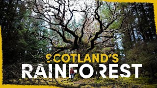 How Were Bringing Back Scotlands Lost Rainforest [upl. by Mariand]