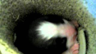 Adorable newborn puppy sounds [upl. by Aredna]