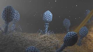 T4 Phage attacking Ecoli [upl. by Nepsa]