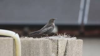 Merle à plastron  Ring Ouzel Turdus torquatus [upl. by Anav]