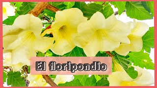 LAS VERDADES SOBRE EL FLORIPONDIO hablando sobre la brugmansia arborea😱 [upl. by Hartzel136]