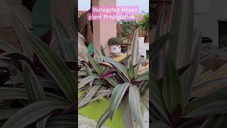 Variegated Rhoeo Plant Propagation 🌱  Rhoeo Plant Growth gardening viralshort ytshorts [upl. by Rube34]