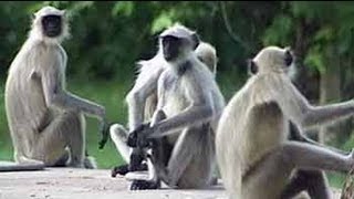 Safari India The lives of Hanuman langurs [upl. by Tony]