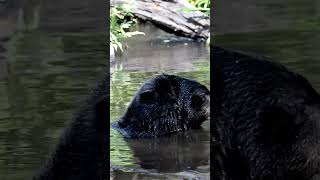 How Black Bears Survive In The Wild [upl. by Acissev592]