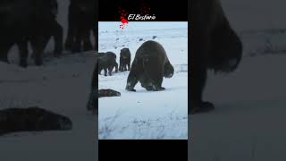 Drama en la nieve animals wildlife salvaje [upl. by Euqinahc]