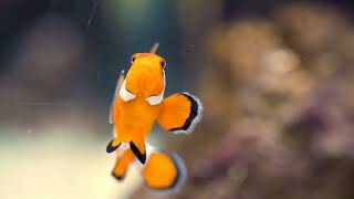 Clownfish  Sequential hermaphrodite BioMetaWorld bioworld biology lifescience [upl. by Ailerua]