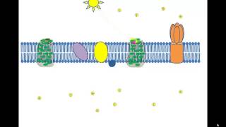 Noncyclic Photophosphorylation [upl. by Rawdan]