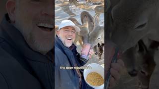 Becoming the deer herd’s free food supplyshorts animals deer fawn cute [upl. by Eelyac]