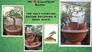 My ❤️ Ligustrum Bonsai 🔸 Transform a swan again [upl. by Morrison]