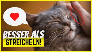 6 Dinge die deine Katze mehr liebt als gestreichelt werden [upl. by Derfiniw]