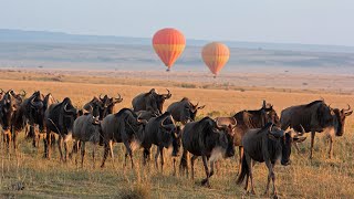 Private Safaris  Das echte Tanzania erleben [upl. by Hephzibah]