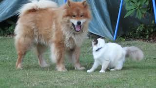 cat and dog VERY BEST FRIENDS SUPER Amitié chat sacré de birmanie et chien Eurasier [upl. by Llehsor]