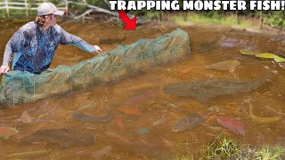 Trapping MONSTER Aquarium Fish in ABANDONED MUD POND [upl. by Koller927]