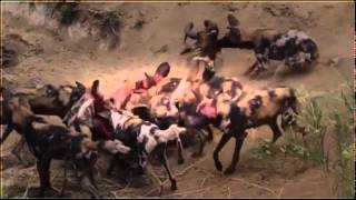 Wild Dogs Hunt and eat Red Hartebeest [upl. by Atneciv]