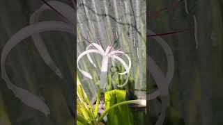 সুখদর্শন  Grand Crinum Lily shortvideo nature [upl. by Petite]