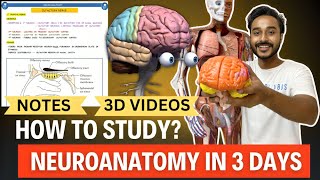 Neuroanatomy in 3 Days  How to study Neuroanatomy mbbs 1st Year [upl. by Ettesil]