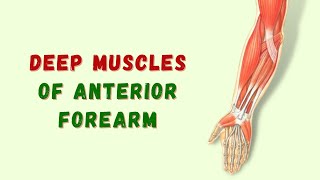 Deep Muscles of Anterior Compartment of Forearm  Anatomy Tutorial  Doctor Speaks [upl. by Tohcnarf]