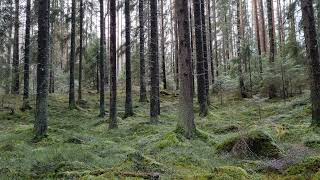 Fairytale Forest Winter Birds Singing Snow Falling  5 Minute Meditation Nature Sounds  4K Nature [upl. by Dorman31]