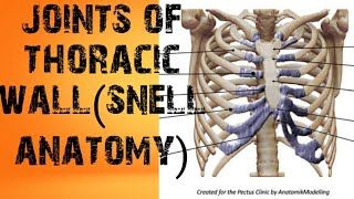 joints of thoracic wallsnell anatomy [upl. by Titania]