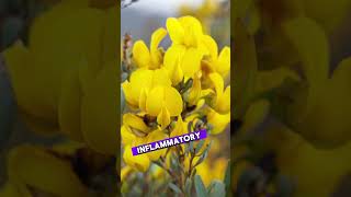 I Discovered the Honeybush Secret to Better Health healthylifestyle herballifestyle facts food [upl. by Ethelinda]