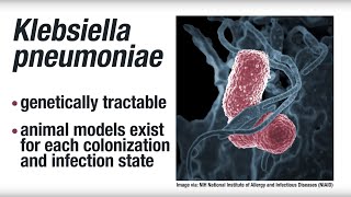 Research Risk factors for clinical infection with the bacterium Klebsiella pneumoniae [upl. by Alah784]