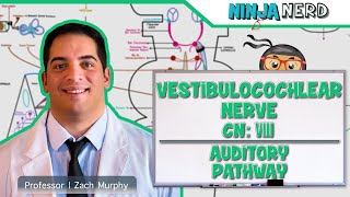 Neurology  Vestibulocochlear Nerve  Cranial Nerve VIII Auditory Pathway [upl. by Reeve979]