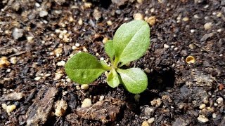 Growing California Goldenrod from Seeds Days 058 [upl. by Arella]