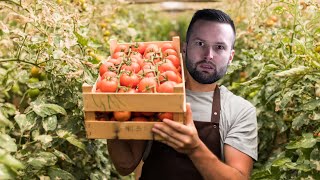 STRATEGIE EAU DE TOMATE  KURTRUS [upl. by Gavin966]