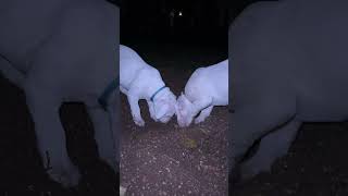 Dogo argentino puppies Lithuania [upl. by Harold]