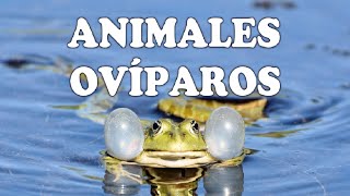 Animales ovíparos y sus características [upl. by Kraska]