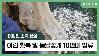 어업인 소득 향상 어린 황복 및 톱날꽃게 10만미 방류 뉴스메타TV [upl. by Winsor877]