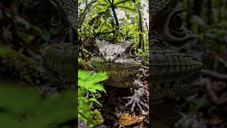 Tuatara In Wild tuatara lizard reptile species ytshorts shorts aiinsights ai [upl. by Parks]