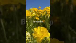 Buttercup 💐 Ranunculus acris Free Techniques and Tips on Flowers amp More Ideas [upl. by Alleris]