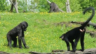 Westelijke laaglandgorillas amp kuifmangabeys  Western lowlandgorillas amp black mangabeys  GaiaZOO [upl. by Charlot916]