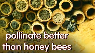 solitarymason bees documentary compressed into 7 minutes [upl. by Hudis]