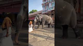 Sri rangam elephant  ranganatha swamy temple elephant srirangam ranganathaswamy [upl. by Clerk25]