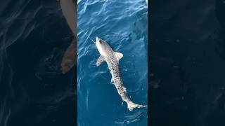 Rare catch hunting big Snapper  Gold Coast Sharks [upl. by Harrus]