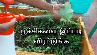 பூச்சிகளை இப்படி விரட்டுங்க  Organic Insecticide Gardening  Terrace Garden  Tamil [upl. by Vail]