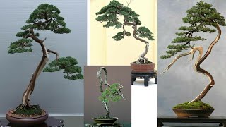 Inspirasi bonsai bunjin style  bonsai literati [upl. by Areek14]