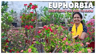 Euphorbia Everything You Need to Know  Care Propagation Tips and More [upl. by Dihahs]