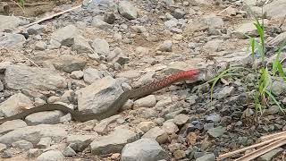 Red Necked Keelback catching its prey large frog [upl. by Doralin220]