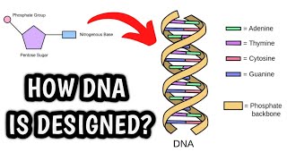 DNA Structure And Function Animated [upl. by Levitus]