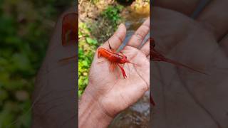 😳പാടത്തു നിന്നും കിട്ടിയ ചെമ്മീനുകൾ guppyvalarthalmalayalam guppyfishmalayalam crayfish [upl. by Gleich]