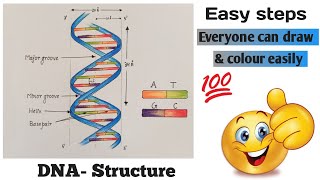 How to draw DNA  How to draw dna double helix structure  DNA structure [upl. by Doretta]